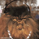 Hip Hop cat