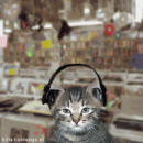 Soul cat