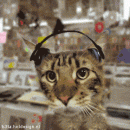 House cat