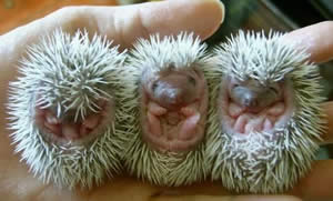 porcupine babes