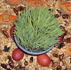 Novruz Samani